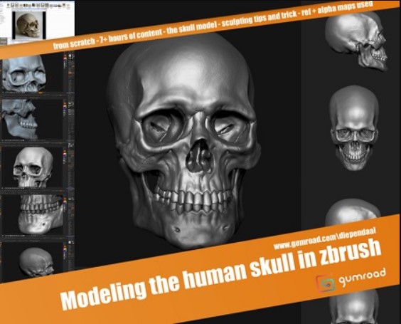 Gumroad – Modeling the human skull in zbrush (Premium)
