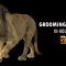 CGCIRCUIT – GROOMING LION FUR IN HOUDINI (Premium)